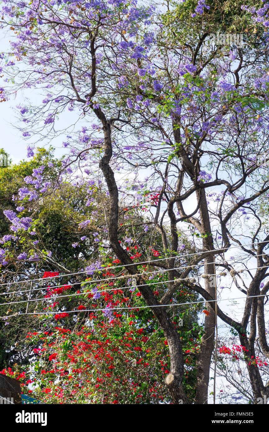 schönen Frühling Szene in Oaxaca als rote Blüten der Bougainvillea Rebe vermischen sich mit denen der blau blühenden Jacaranda Baum klettern Stockfoto