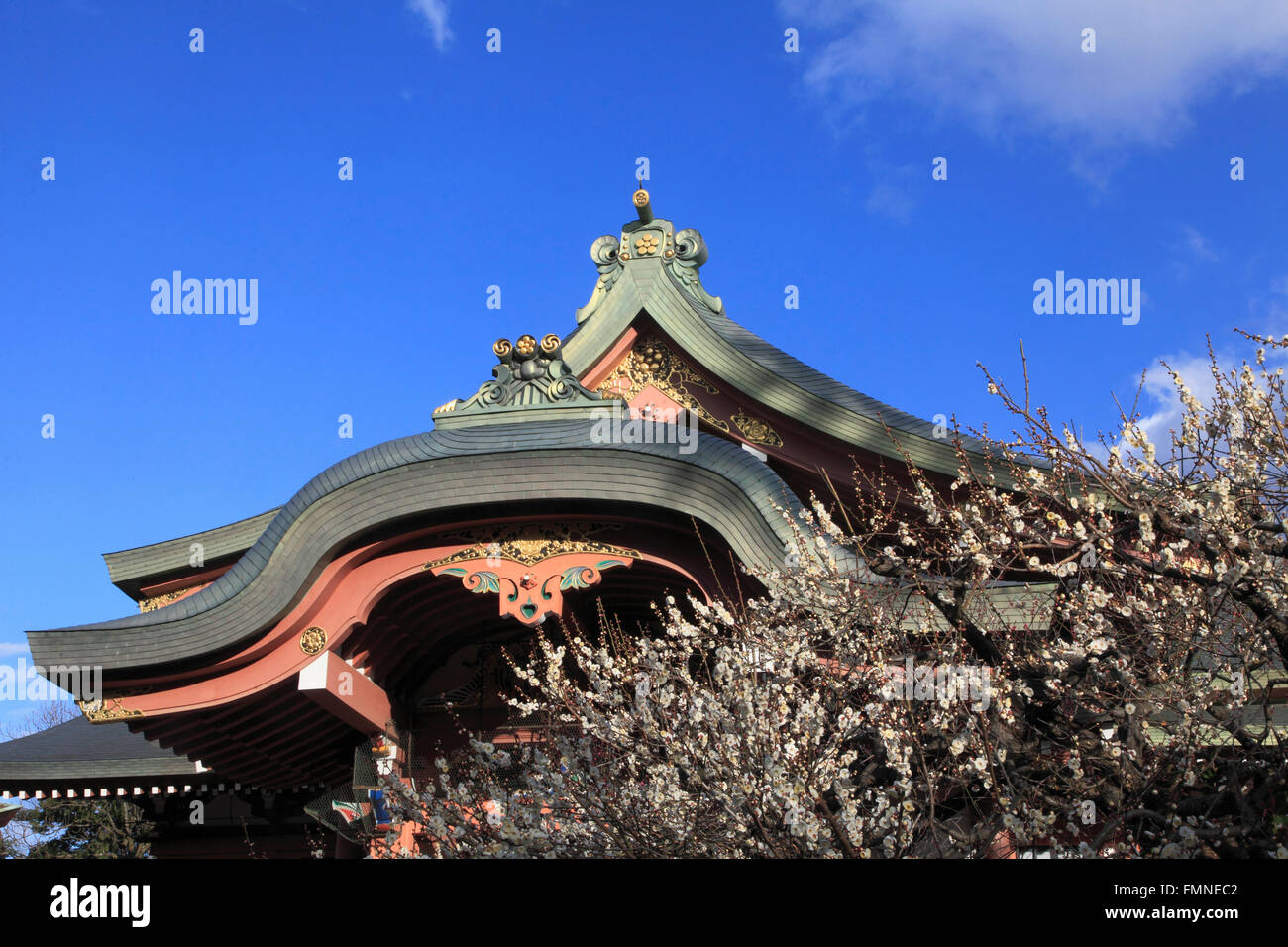 Japan; Kyoto; Kitano Tenmangu Schrein, Pflaumenblüten, Stockfoto