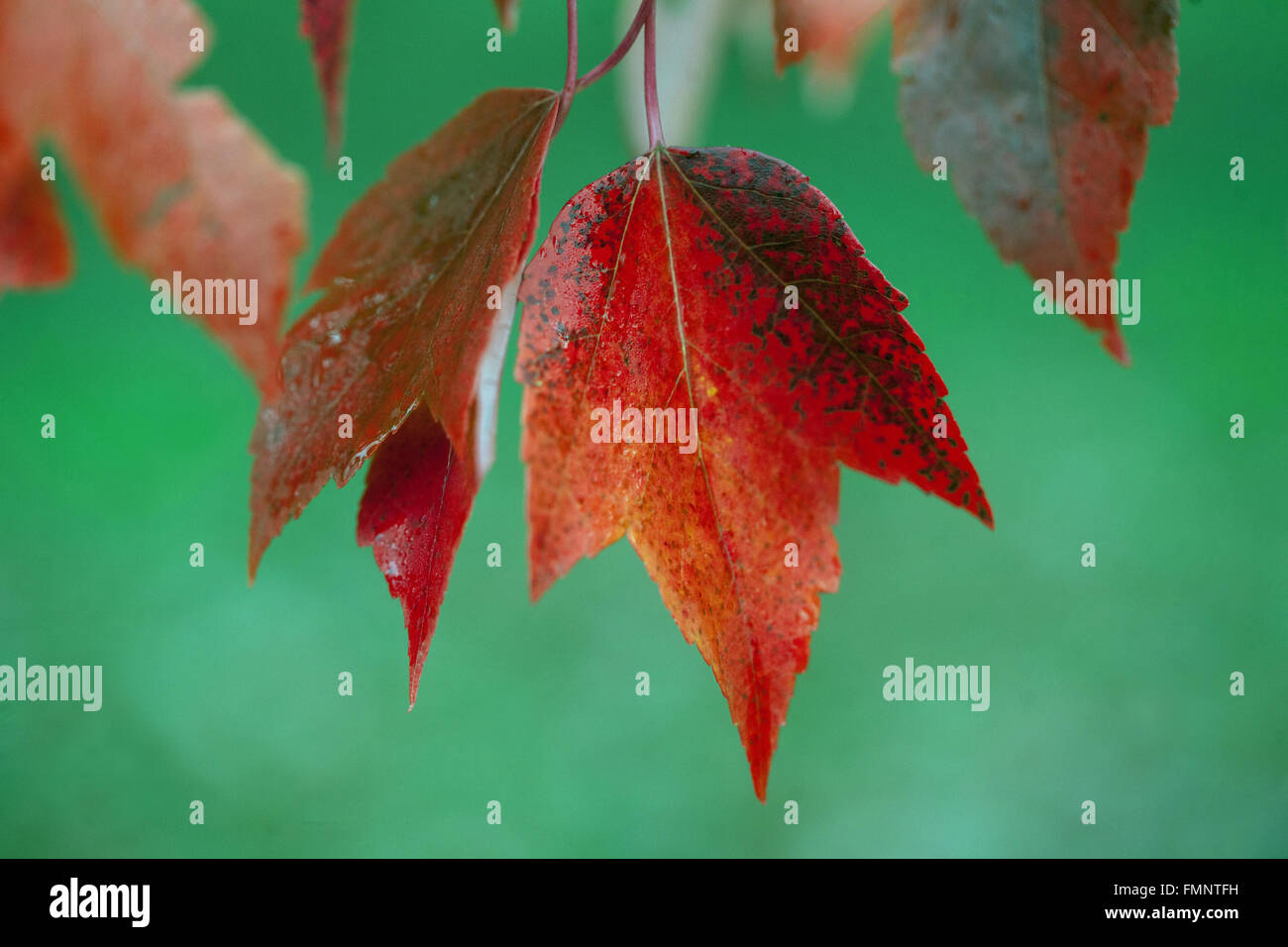 Acer rubrum 'Red Sunset', Herbst ahornrot Blätter close up Blatt Stockfoto