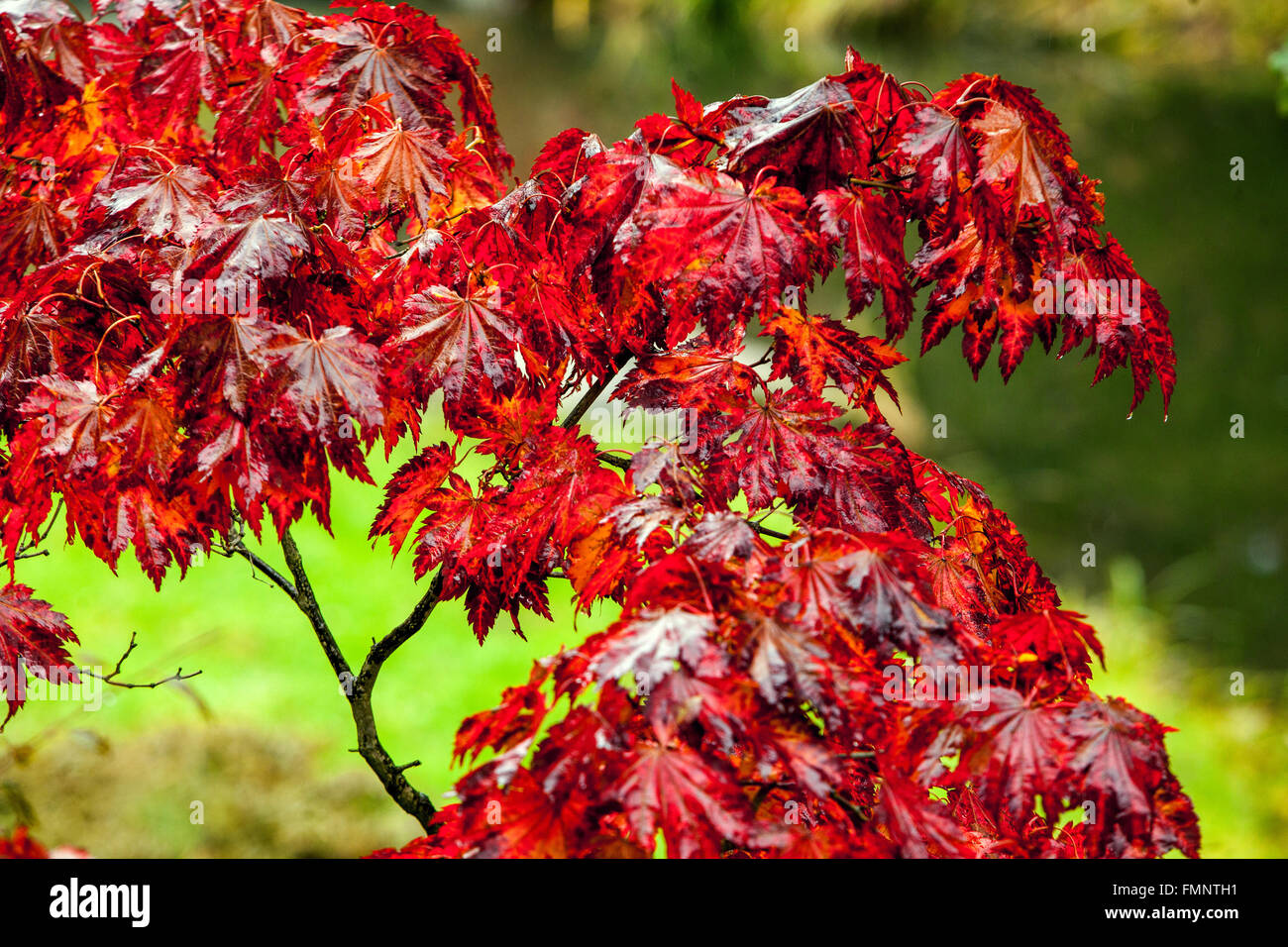 Acer japonicum Tree 'vitifolium' Japanische rote Ahornblätter im Regen, Ahornbaum Herbst Stockfoto