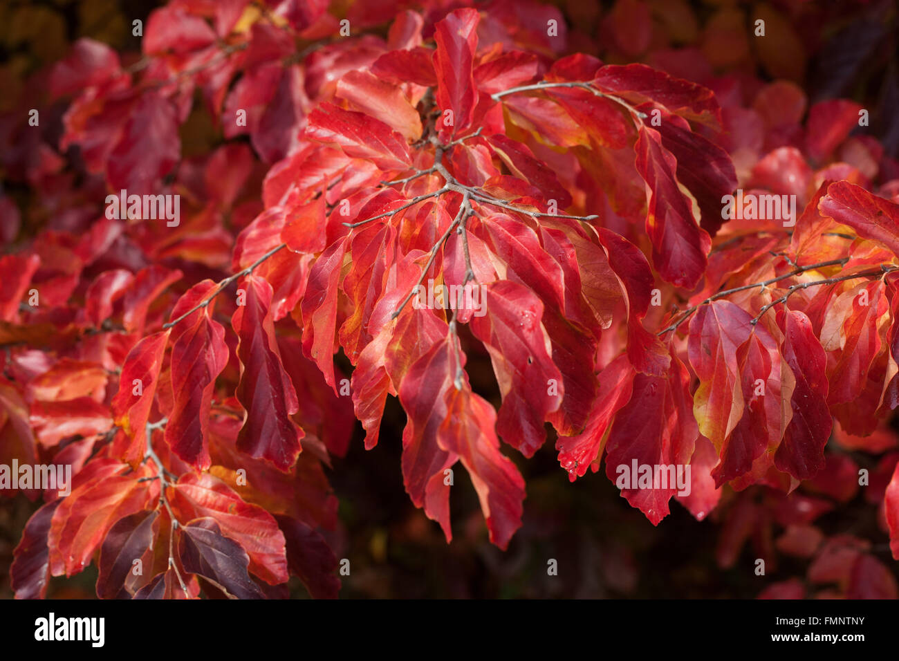 Persisches Eisenholz Parrotia persica, rote Herbstblätter Irontree Stockfoto