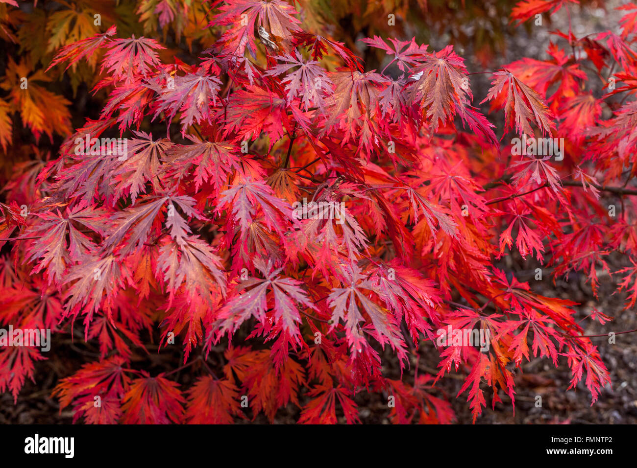 Japanischer Ahorn, Acer japonicum 'Aconitifolium' Herbstblätter rote Ahornblätter Stockfoto