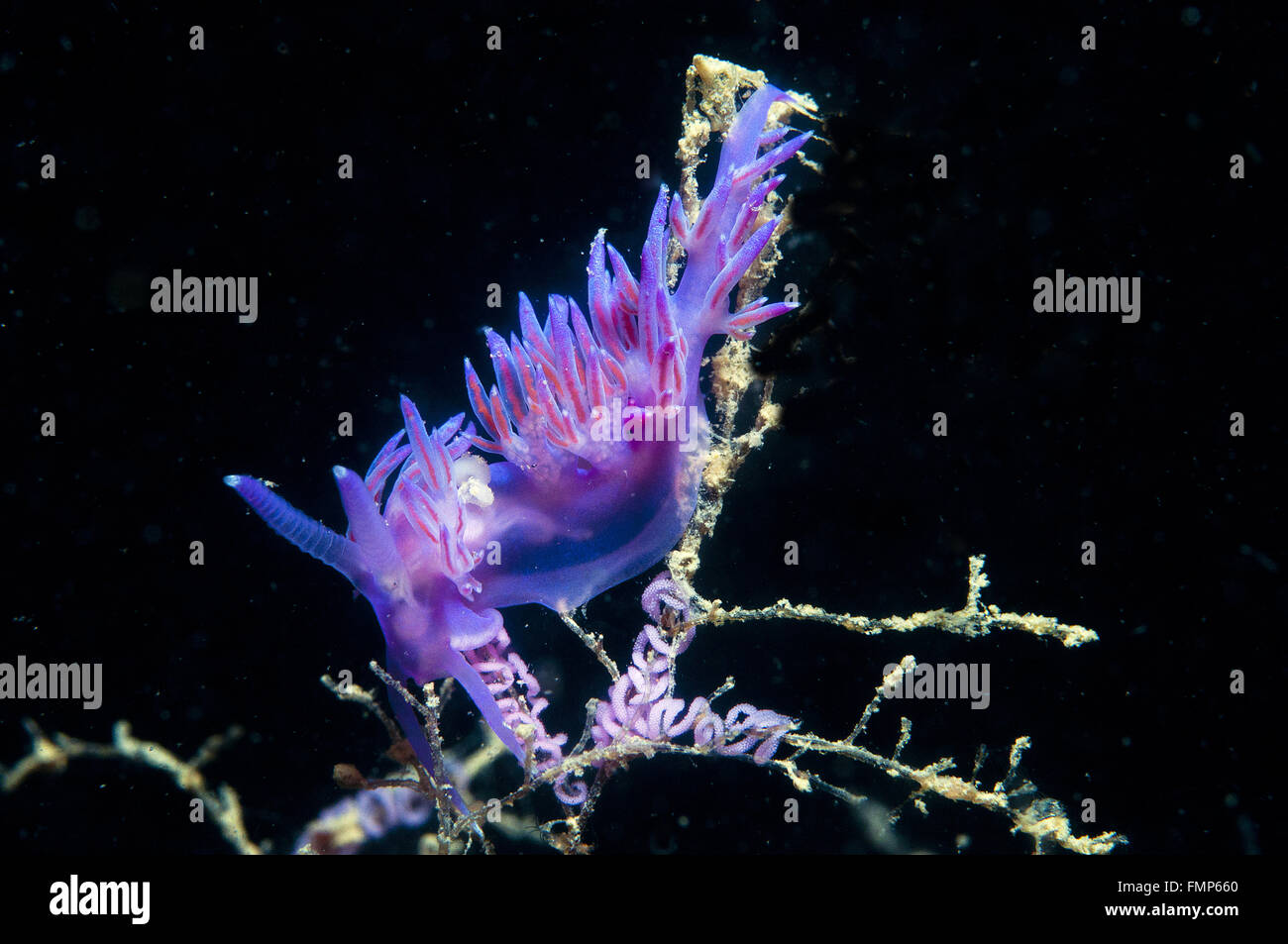eine kleine lila Wirbellosen rutscht auf dem Meeresgrund Stockfoto