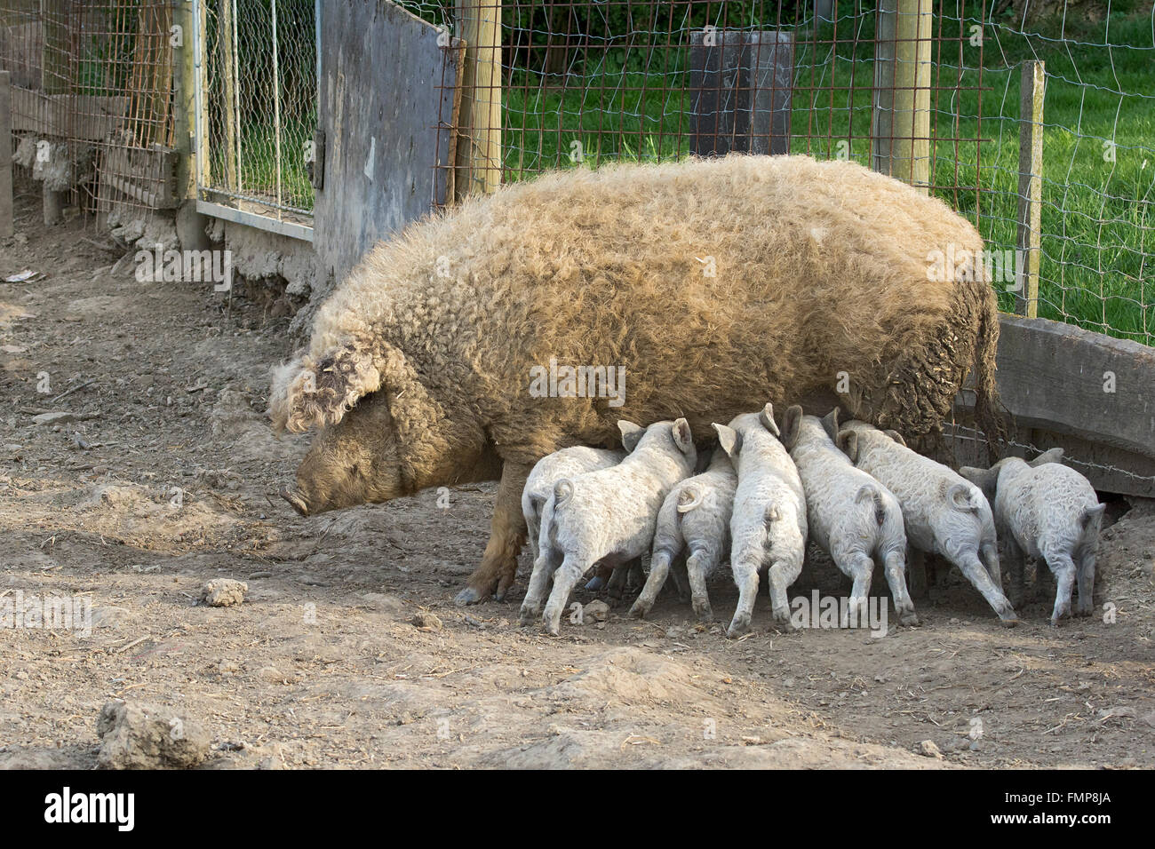 Mangalica-Schwein (Sus Scrofa Domestica) oder Mangalitza oder Mangalitza Spanferkel Ferkel, ungarische Rasse des Schweins, Burgenland, Österreich Stockfoto