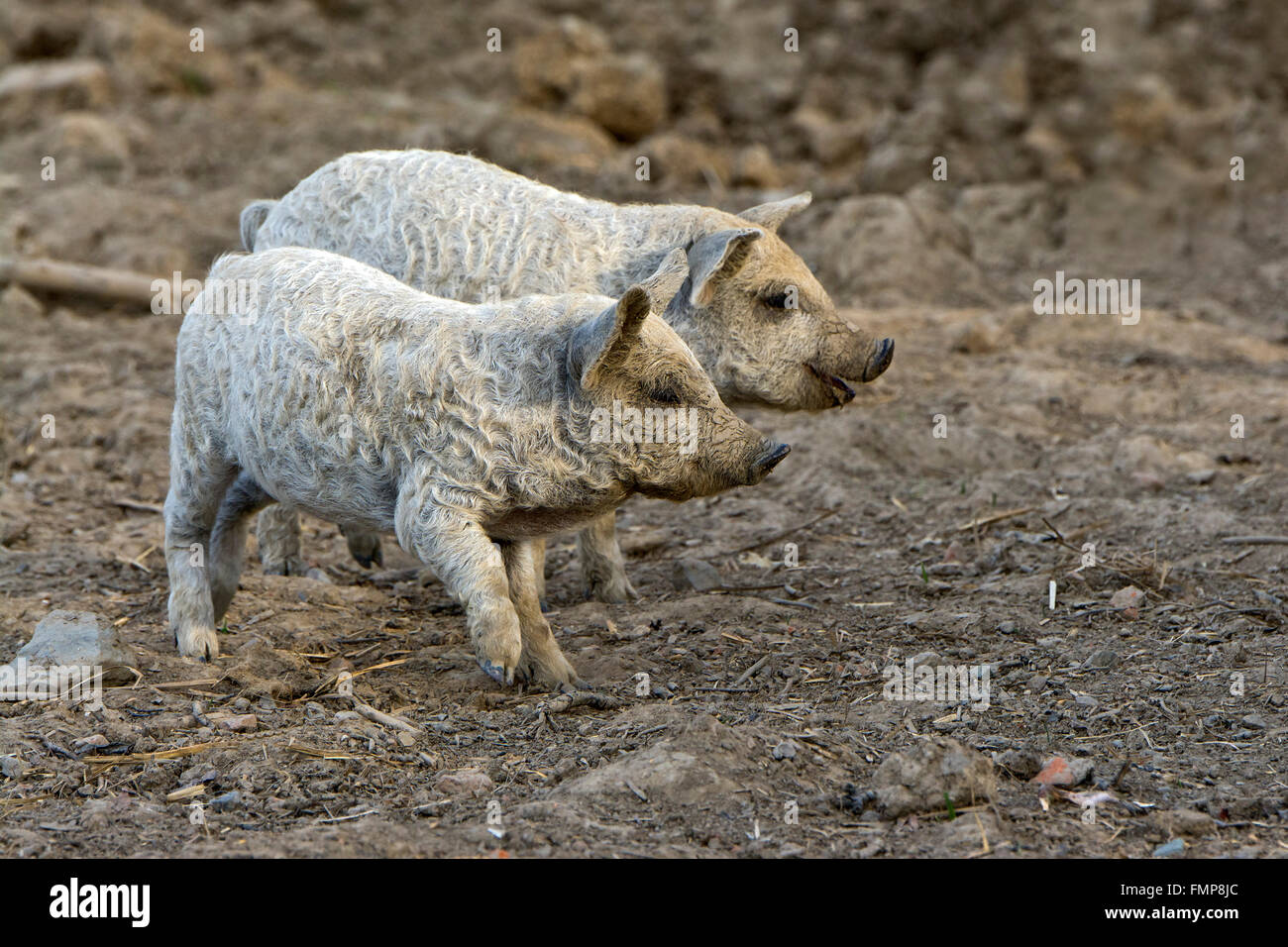 (Sus Scrofa Domestica) Mangalica oder Mangalitza oder Mangalitza Ferkel, ungarische Rasse des Schweins, Burgenland, Österreich Stockfoto