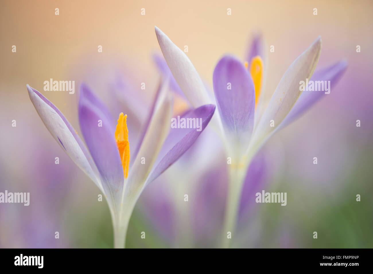 Woodland Krokus (Crocus Tommasinianus), Niedersachsen, Deutschland Stockfoto