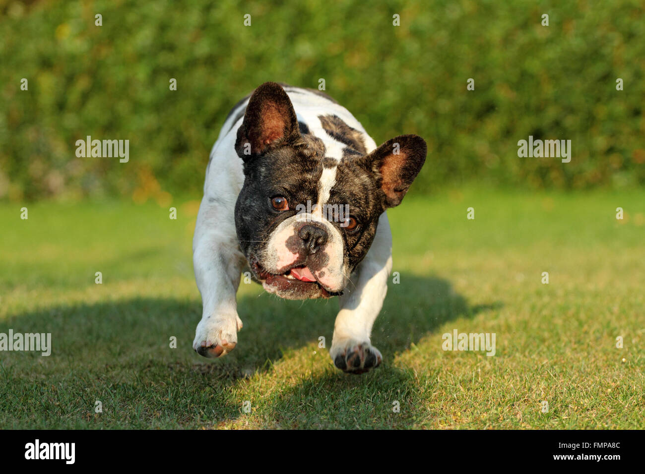 Französische Bulldogge läuft auf die Kamera Stockfoto