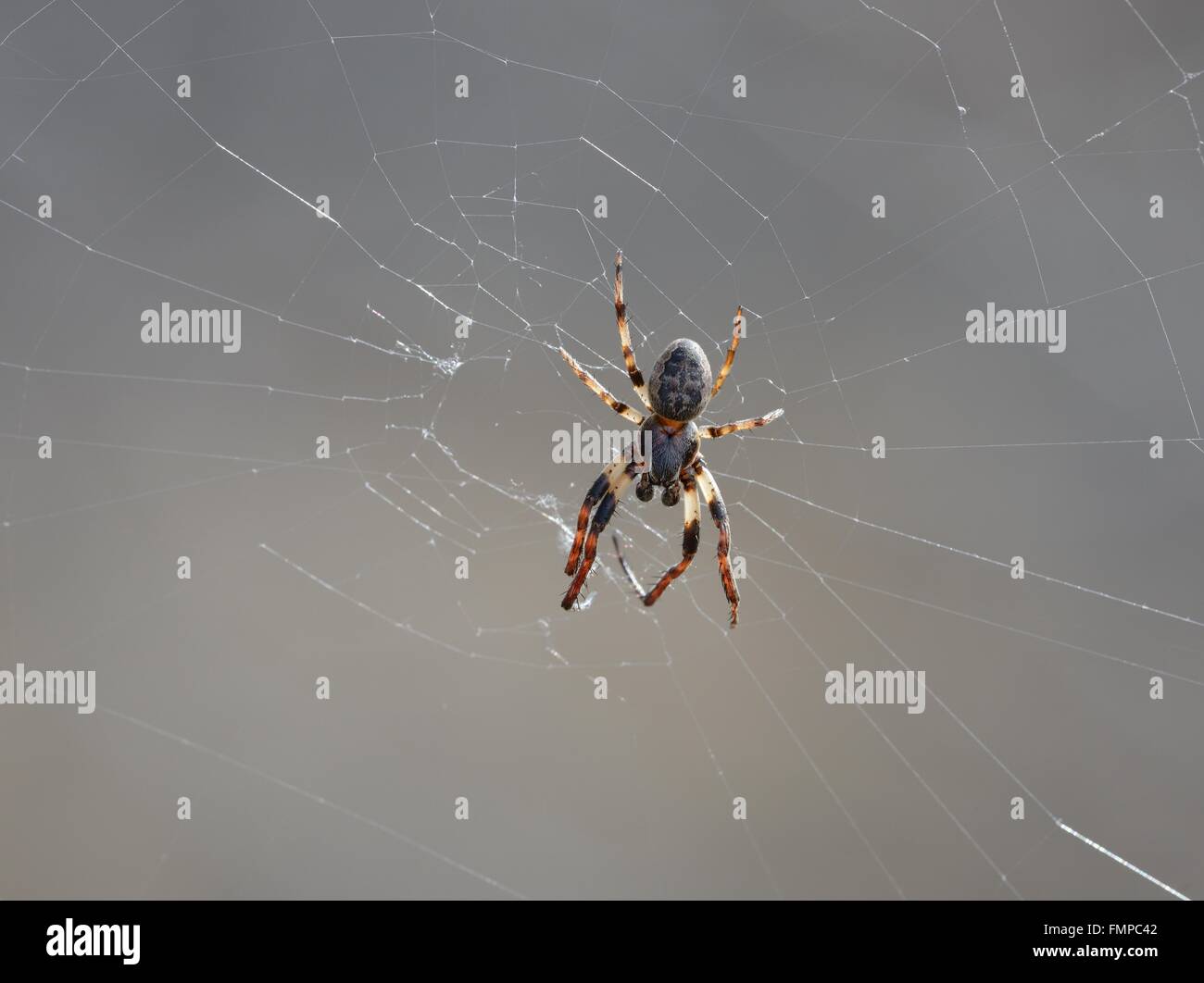 Spinne wartet auf Beute auf einem Web- Stockfoto
