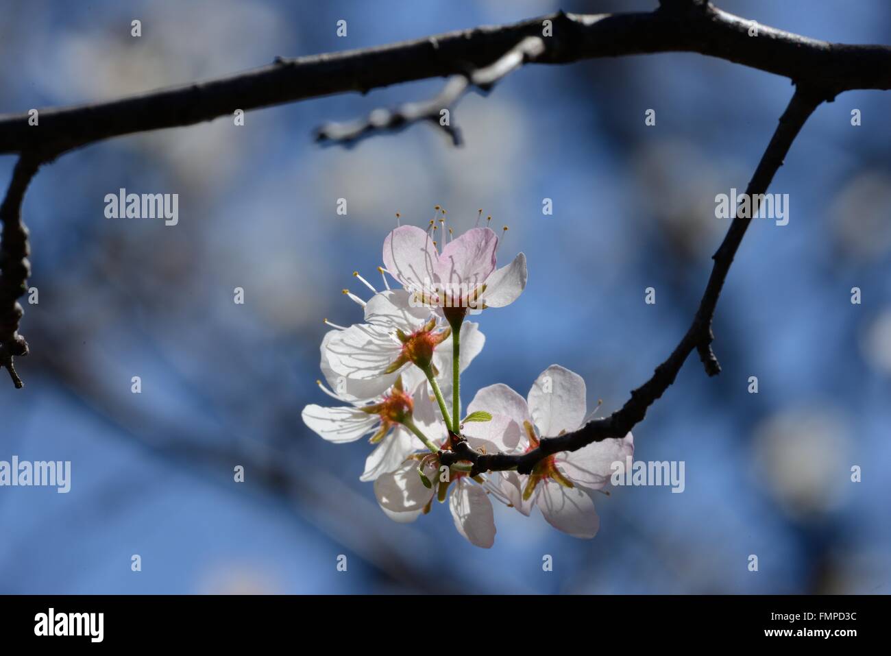 Mexikanische Pflaume Stockfoto