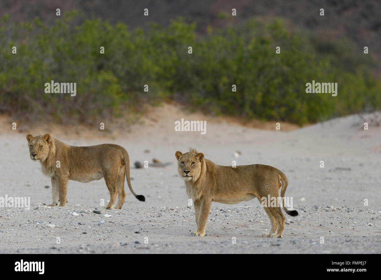 Löwe (Panthera Leo) am Fluss Hoanib trockenen Wüste junge Männer, Kaokoveld, Kunene Region, Namibia Stockfoto