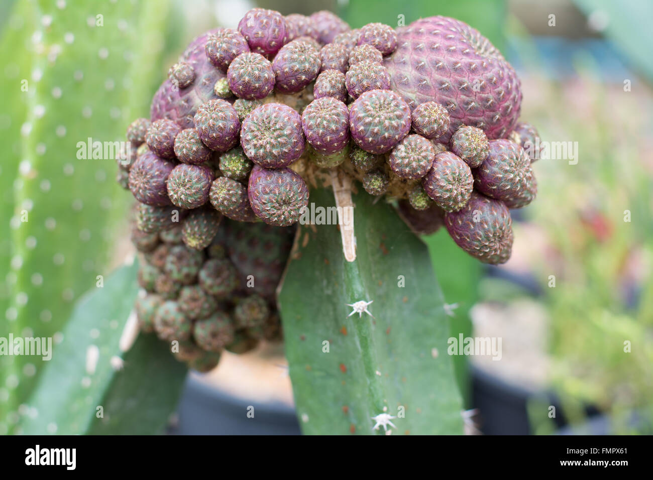 Kaktus-Vermehrung von Graft auf Baumkrone Stockfoto