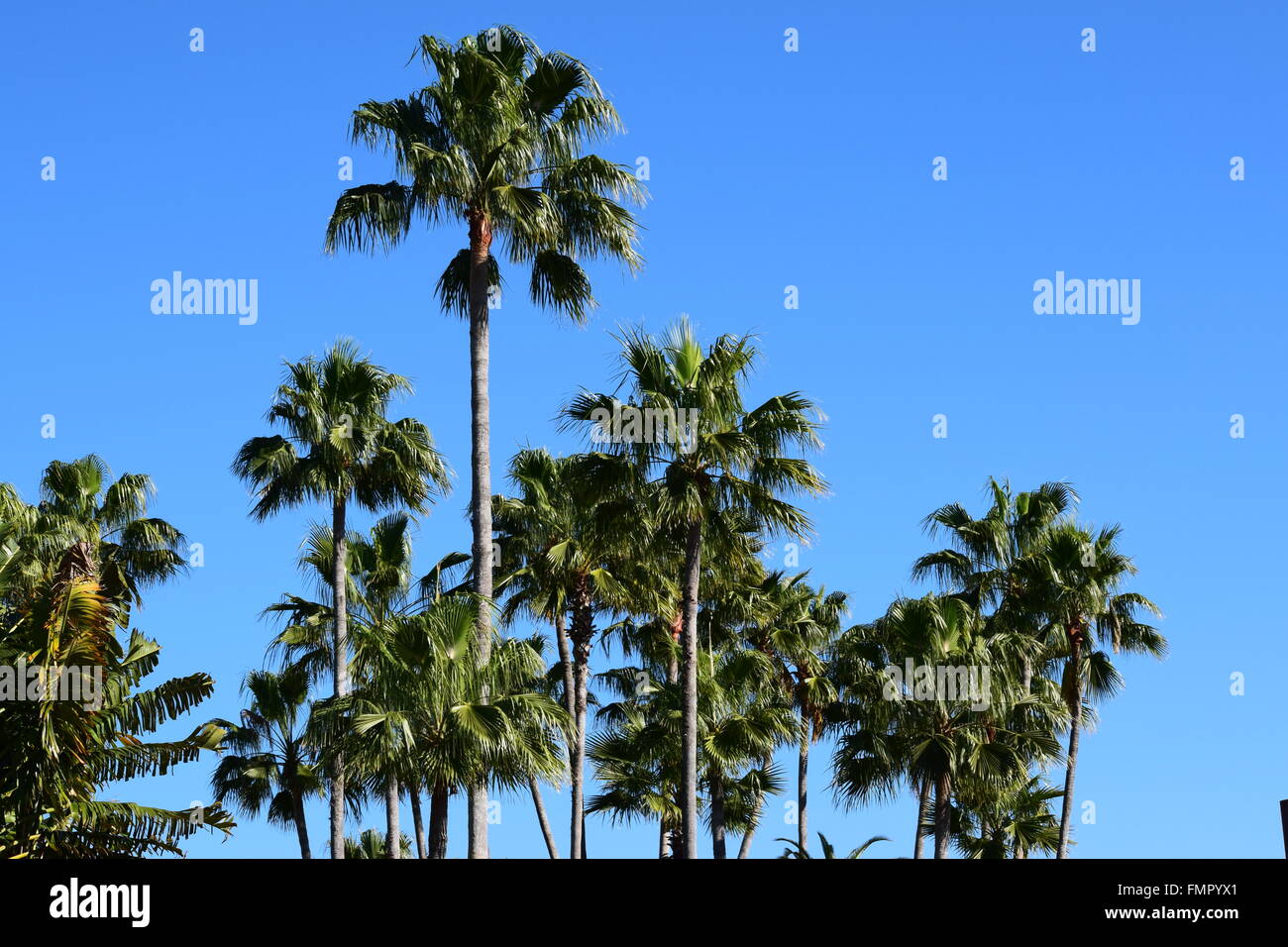 Palm-Tress Stockfoto