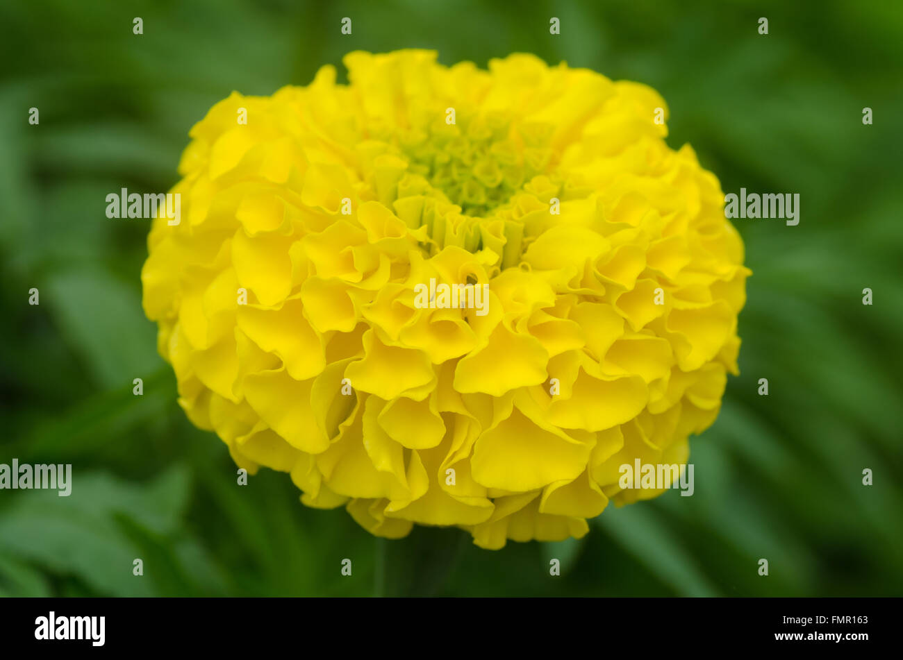 Schöne goldene gelb, Ringelblumeblume Stockfoto