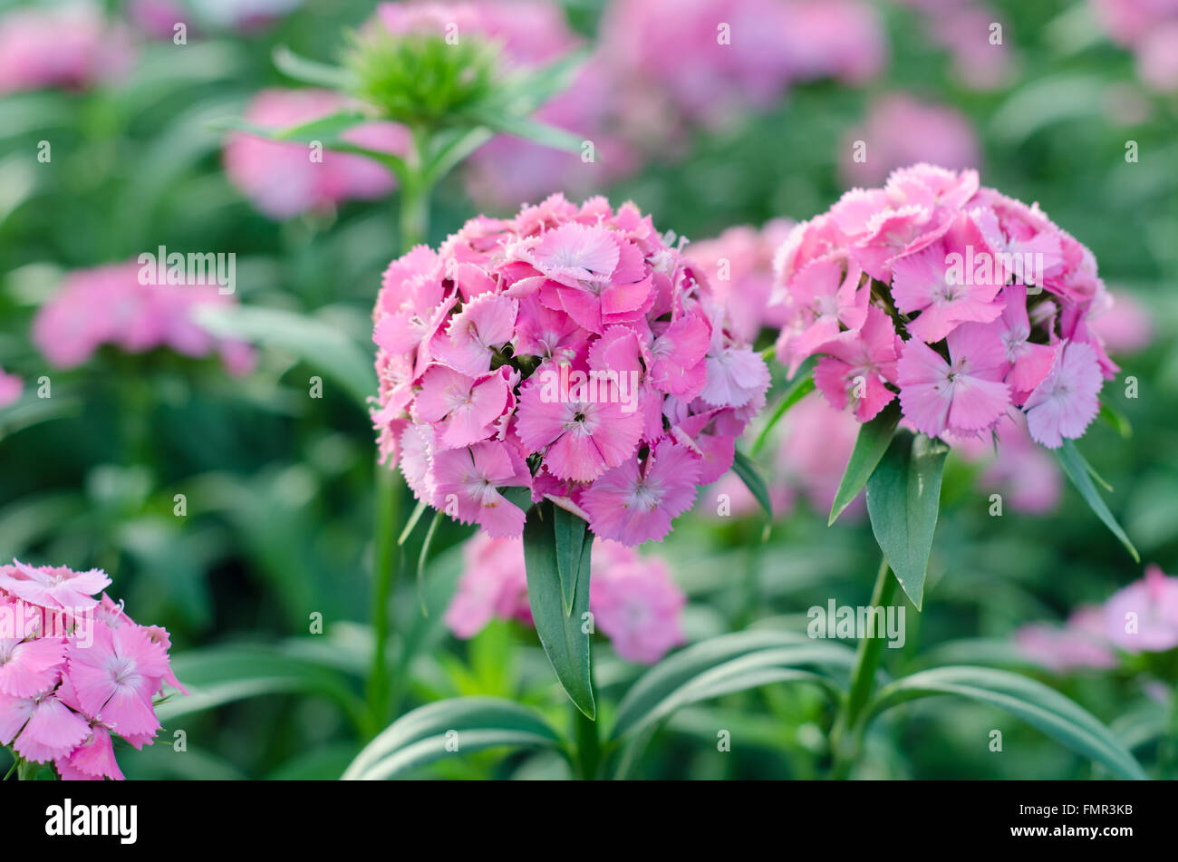 Dianthus Chinensis (rosa China, Sweet William Blume) Stockfoto