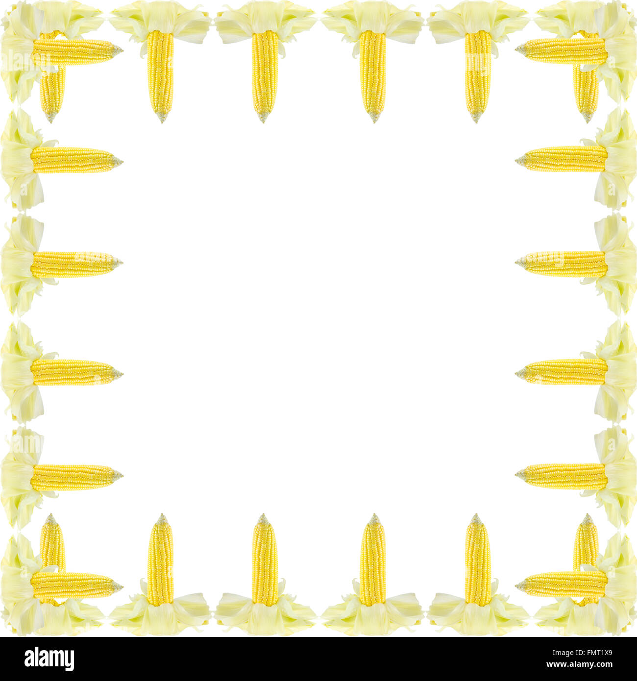 frischer Mais Maiskolben Rahmen isoliert auf weißem Hintergrund Stockfoto
