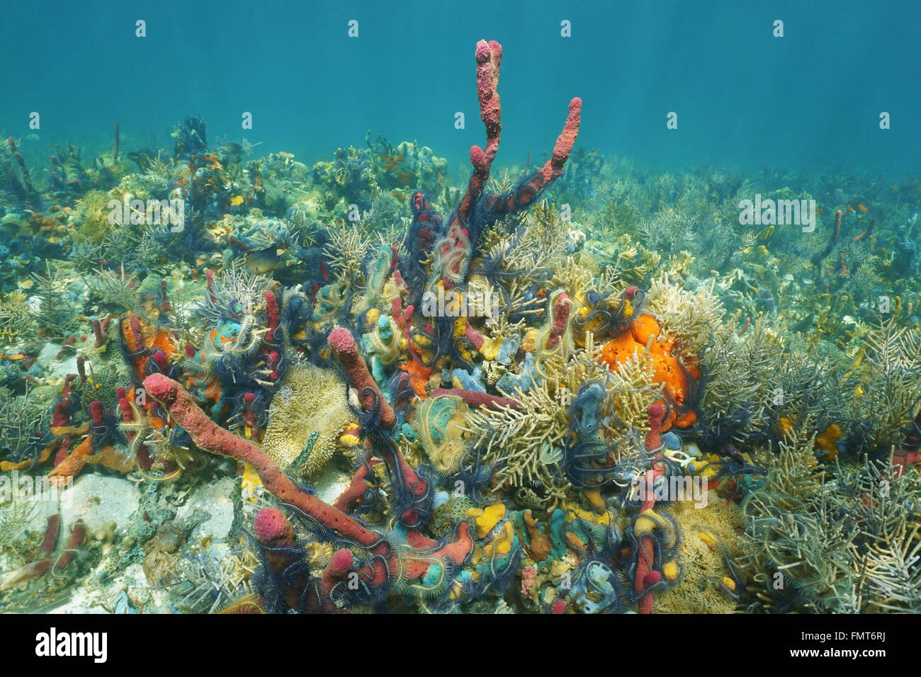 Marine Unterwasserwelt mit vielen Farben auf dem Meeresboden, komponiert von Schwämmen, Schlangensterne und Korallen, Karibik Stockfoto