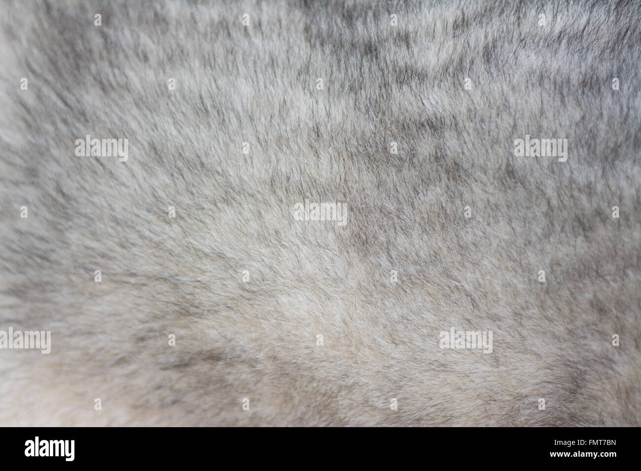 Das Fell des Siberian Husky. Hintergrund. Stockfoto
