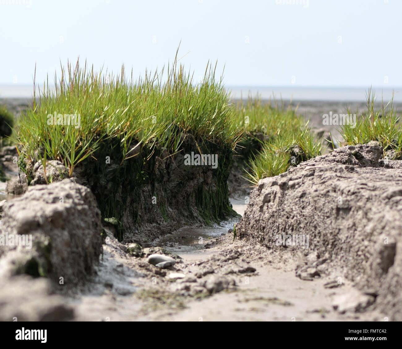 Gemeinsame Spartgras (Spartina Anglica) Grasbüscheln. Grasbüschel Küsten Gras in der Familie Poaceae, wachsen auf Inter Wattflächen Schlamm Stockfoto