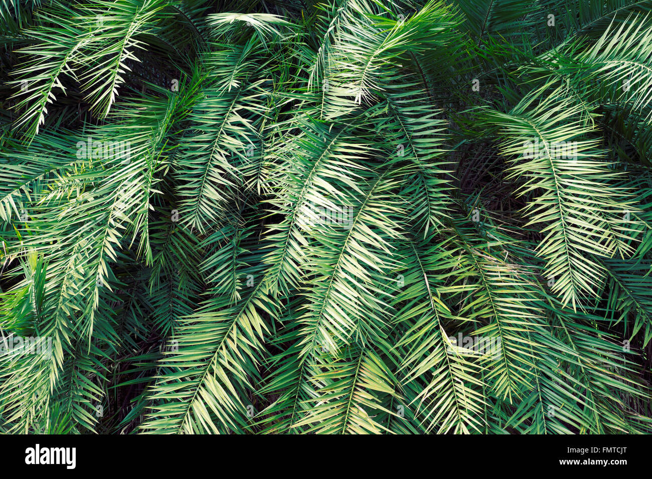 grüne detaillierte tropische Dickicht Hintergrund Stockfoto