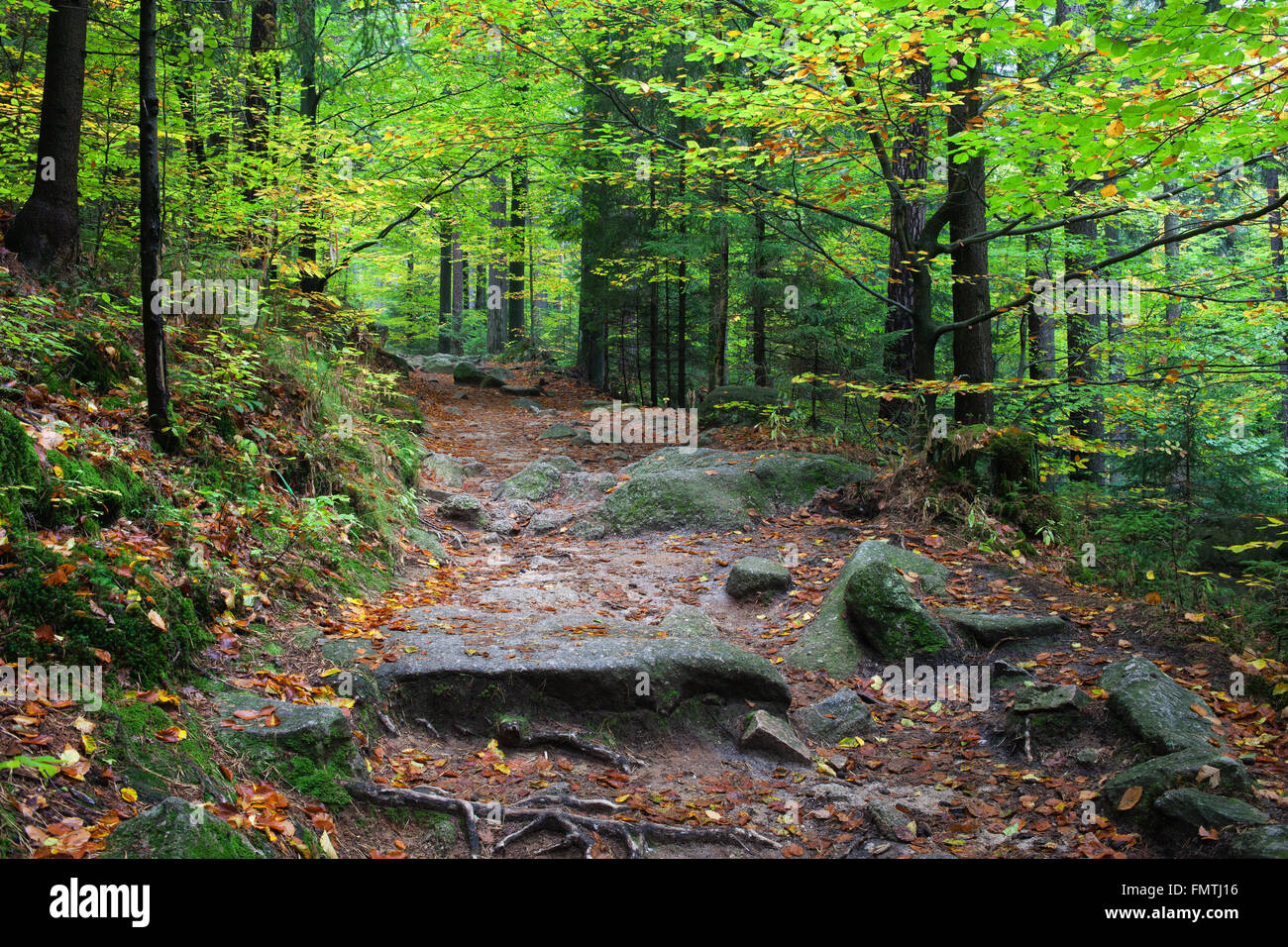 Pfad in den Wald, Frühherbst, Riesengebirge Nationalpark, Sudeten, Polen Stockfoto