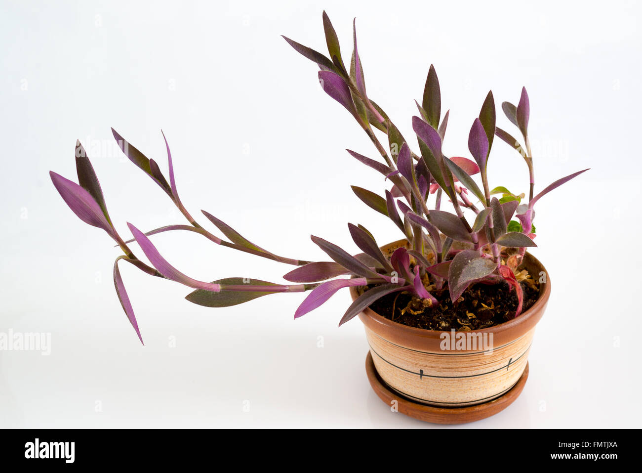 Tradescantia im Topf auf einem hellen Hintergrund Stockfoto
