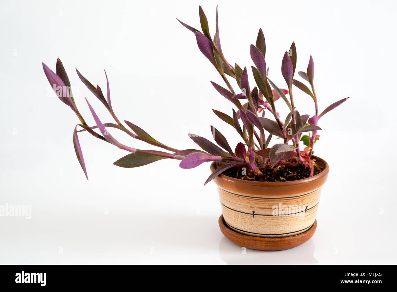 Tradescantia im Topf auf einem hellen Hintergrund Stockfoto