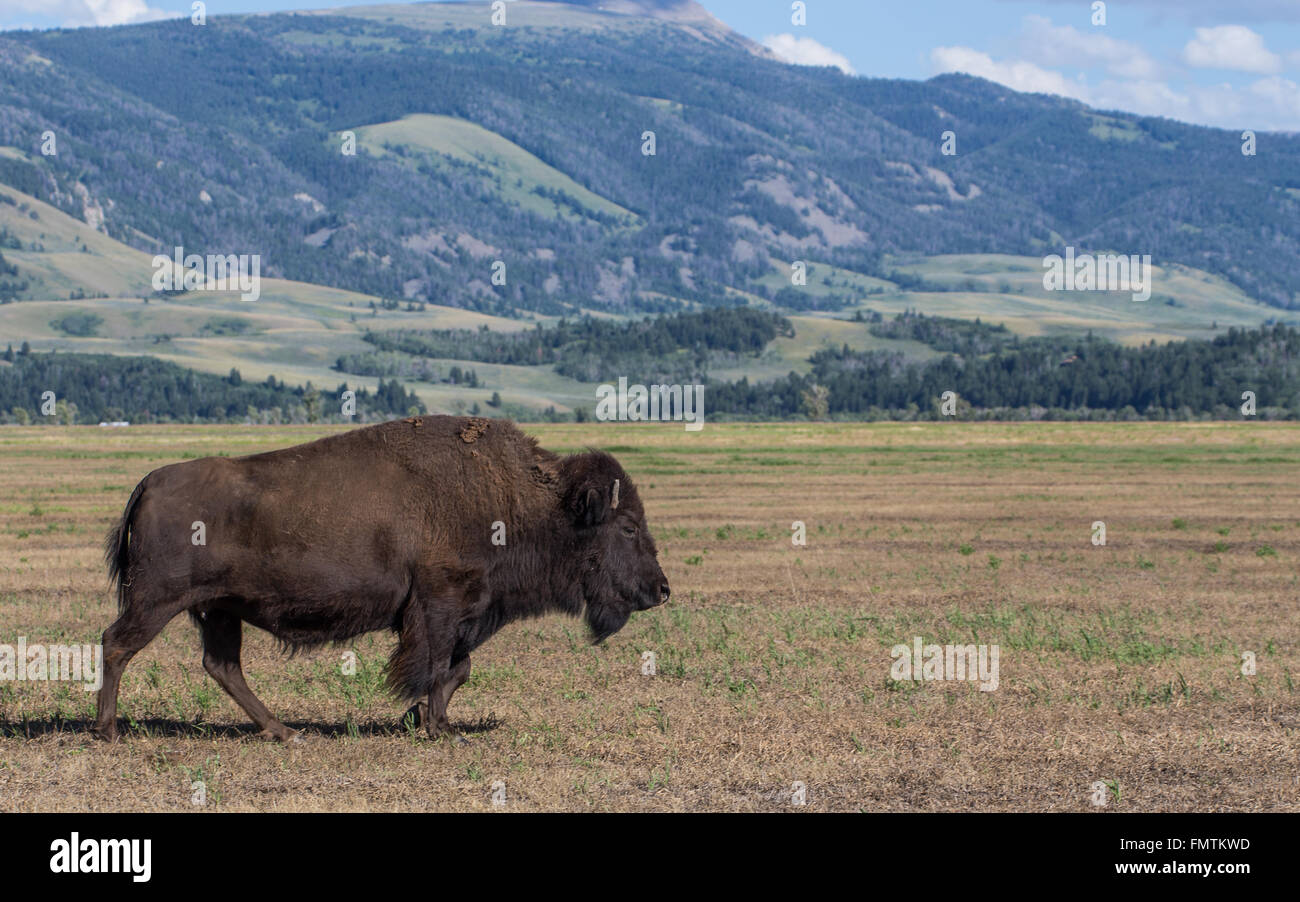 Amerikanische Bisons im Grand-Teton-Nationalpark, Wyoming Stockfoto