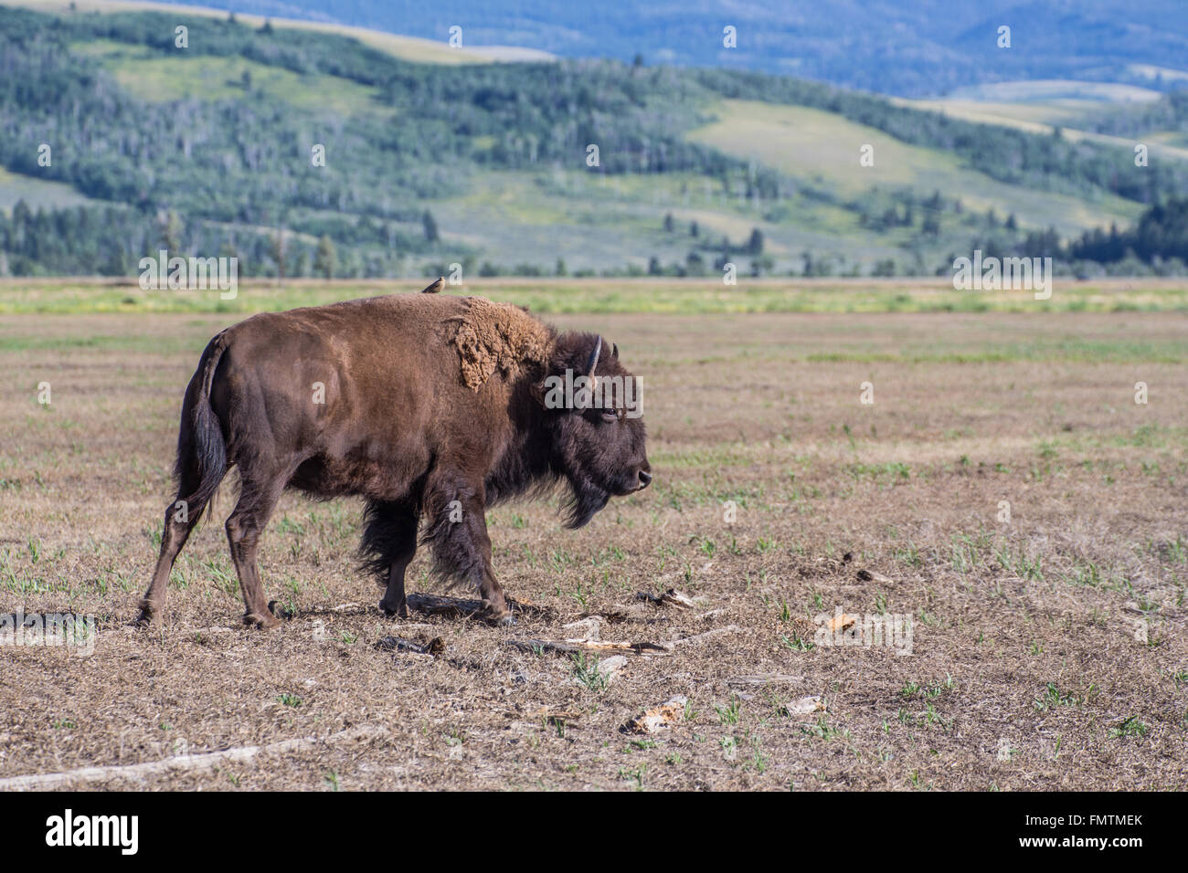 Amerikanische Bisons im Grand-Teton-Nationalpark, Wyoming Stockfoto