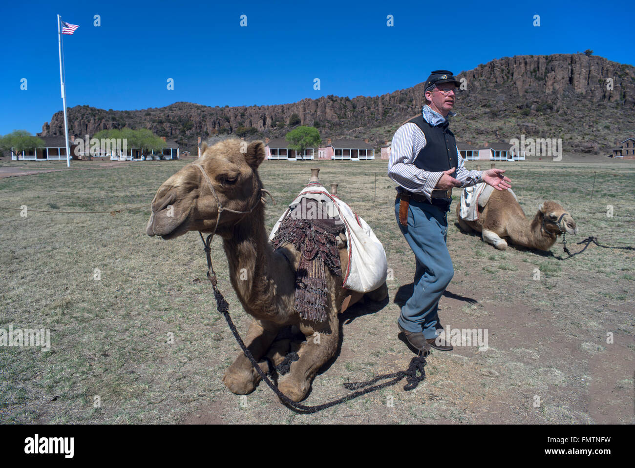 Kamele auf dem Display an historischen Fort Davis, Texas, während einer Veranstaltung zu Ehren der US Army Camel Corps. Stockfoto