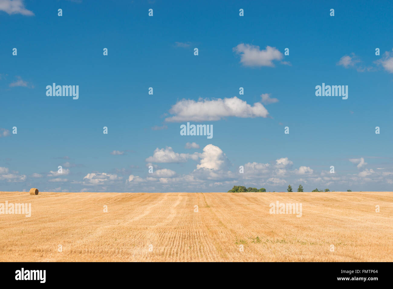 Belarus geerntet Felder in einem klaren Herbsttag Stockfoto