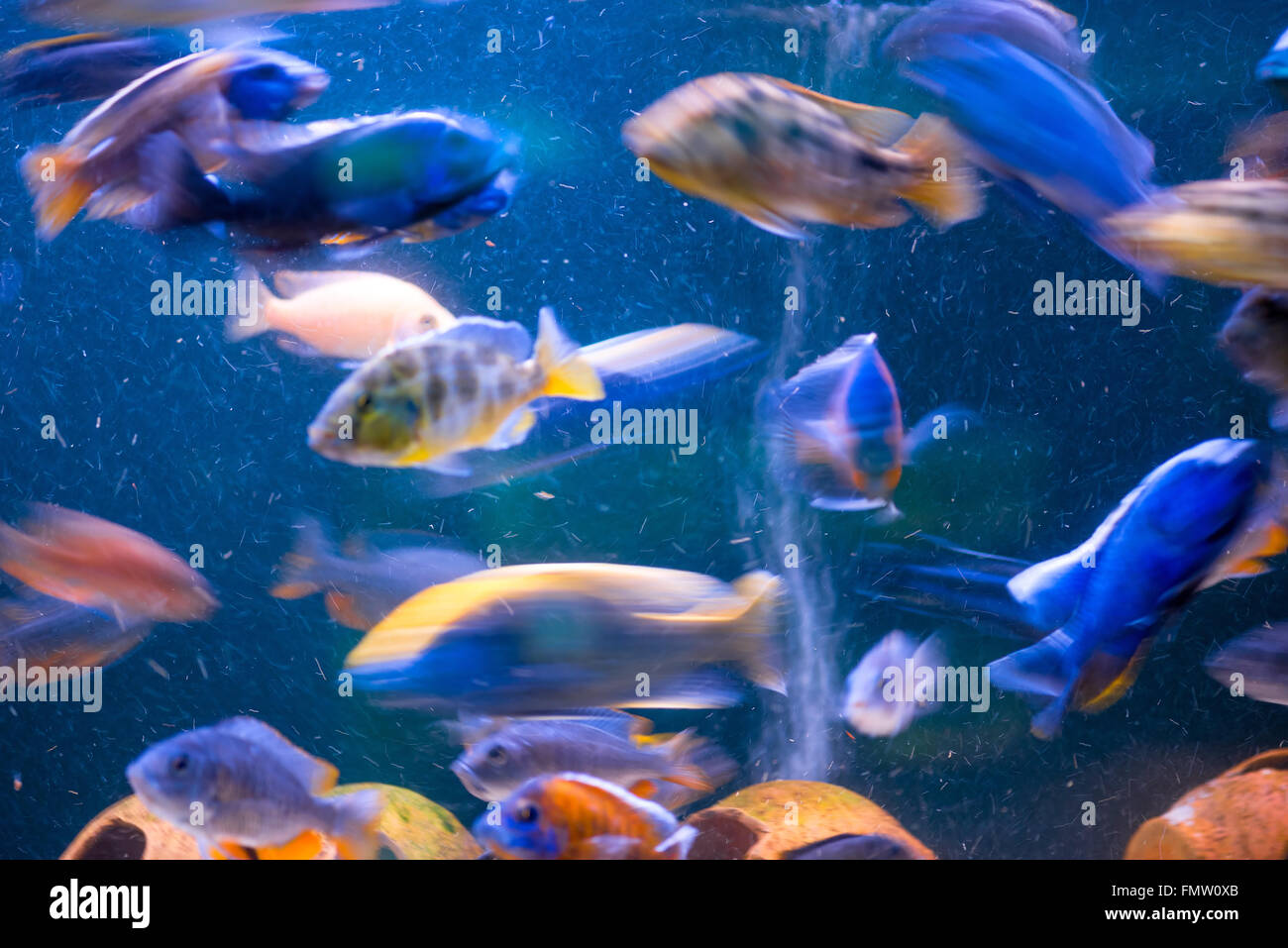 schöne exotische Fische bewegen im aquarium Stockfoto
