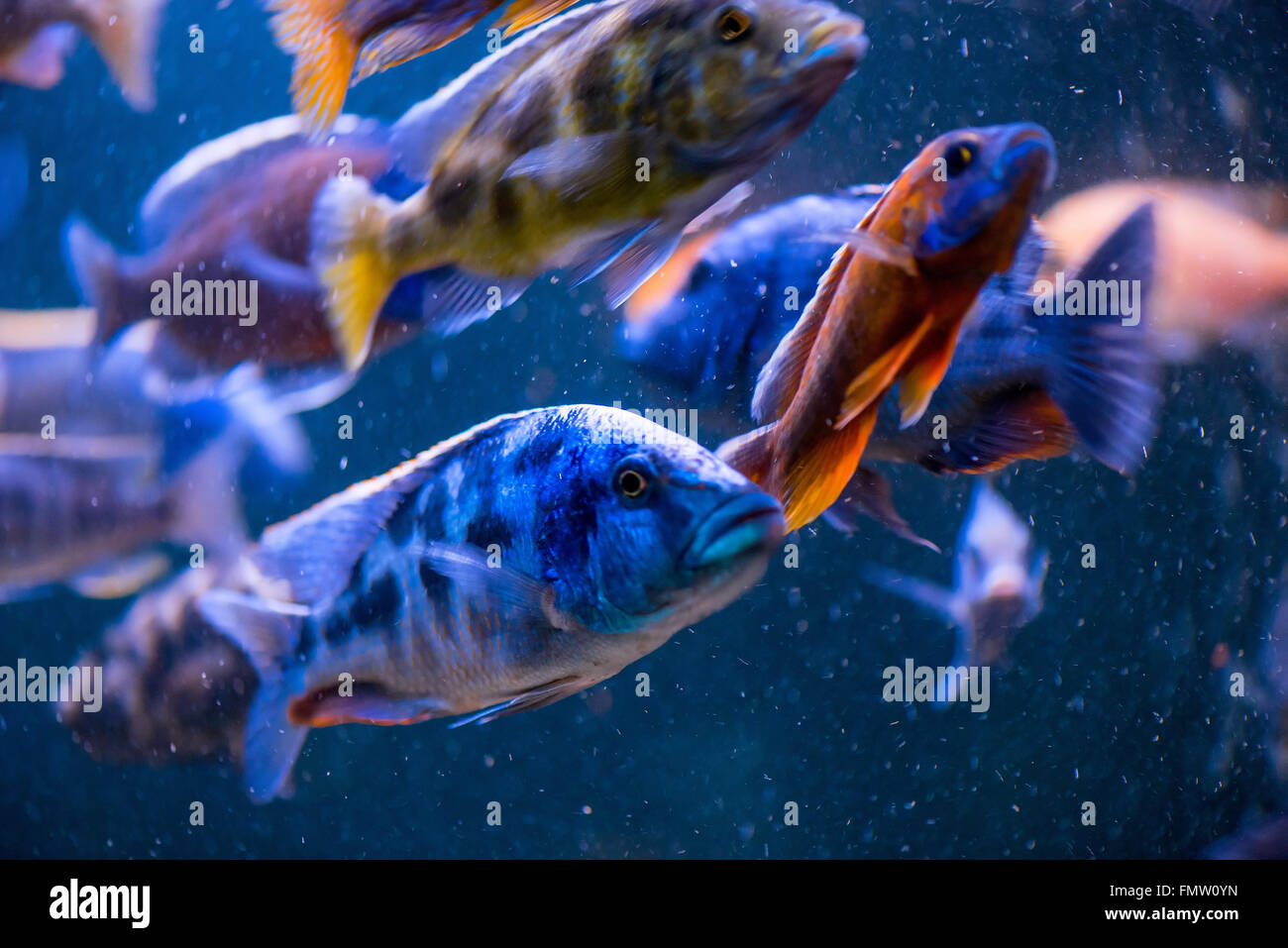 Fischen Sie in einem Aquarium unscharf Stockfoto