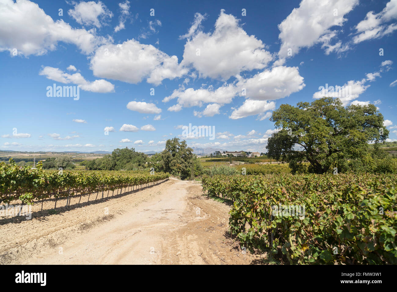 Landschaft mit Weinbergen im Penedès Wein-Gebiet, Subirats, Katalonien, Spanien. Stockfoto