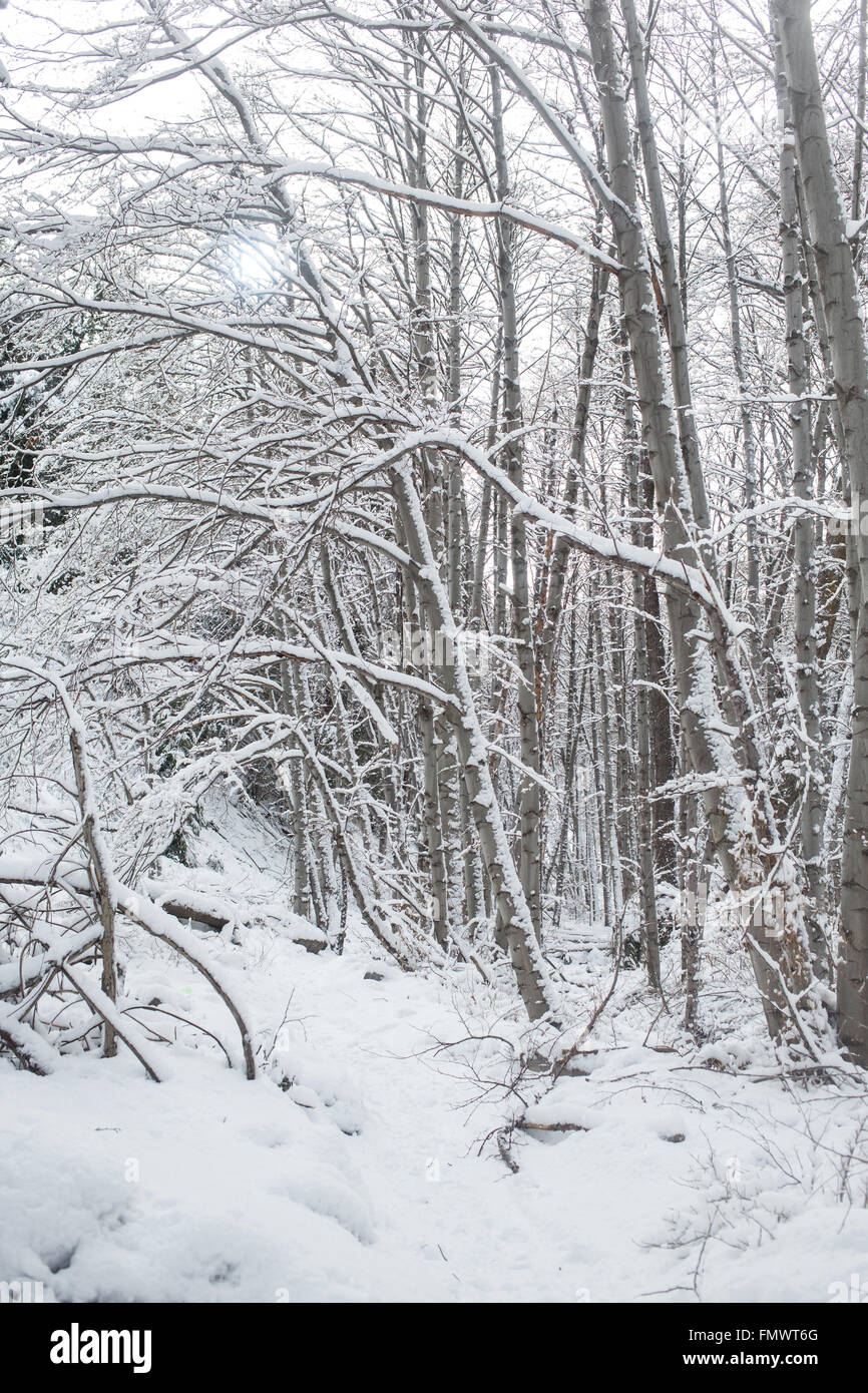 Bäume mit Schnee bedeckt Stockfoto