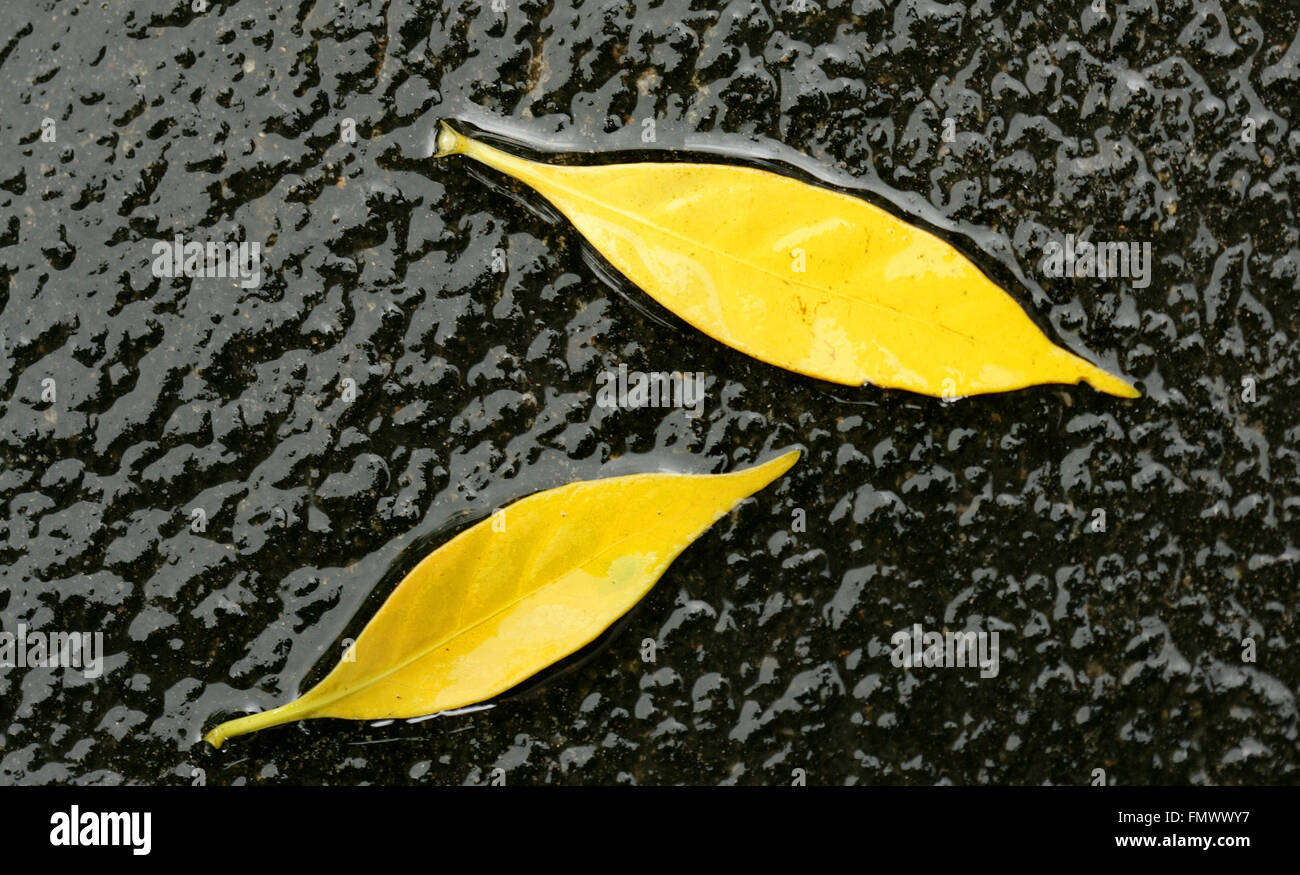 Gefallene gelbe Blätter auf einem schwarzen Felsen.Bunte und helle Hintergrund aus gefallenen Herbstblättern, isoliert auf Schwarz.Wasser fließt über gelbes Blatt Stockfoto