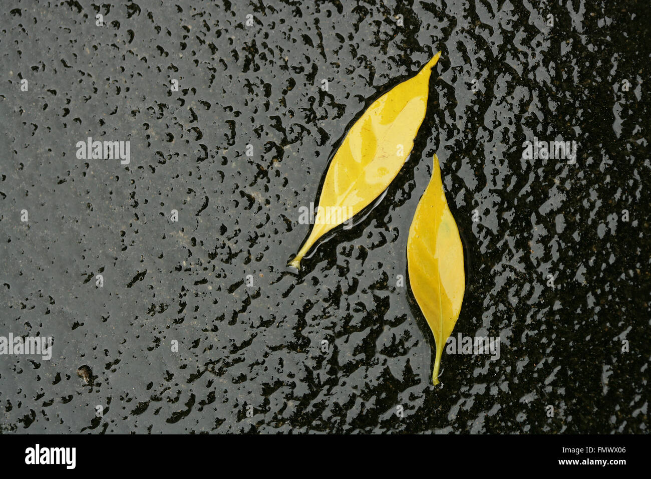 Gefallene gelbe Blätter auf einem schwarzen Felsen.Bunte und helle Hintergrund aus gefallenen Herbstblättern, isoliert auf Schwarz.Wasser fließt über gelbes Blatt Stockfoto