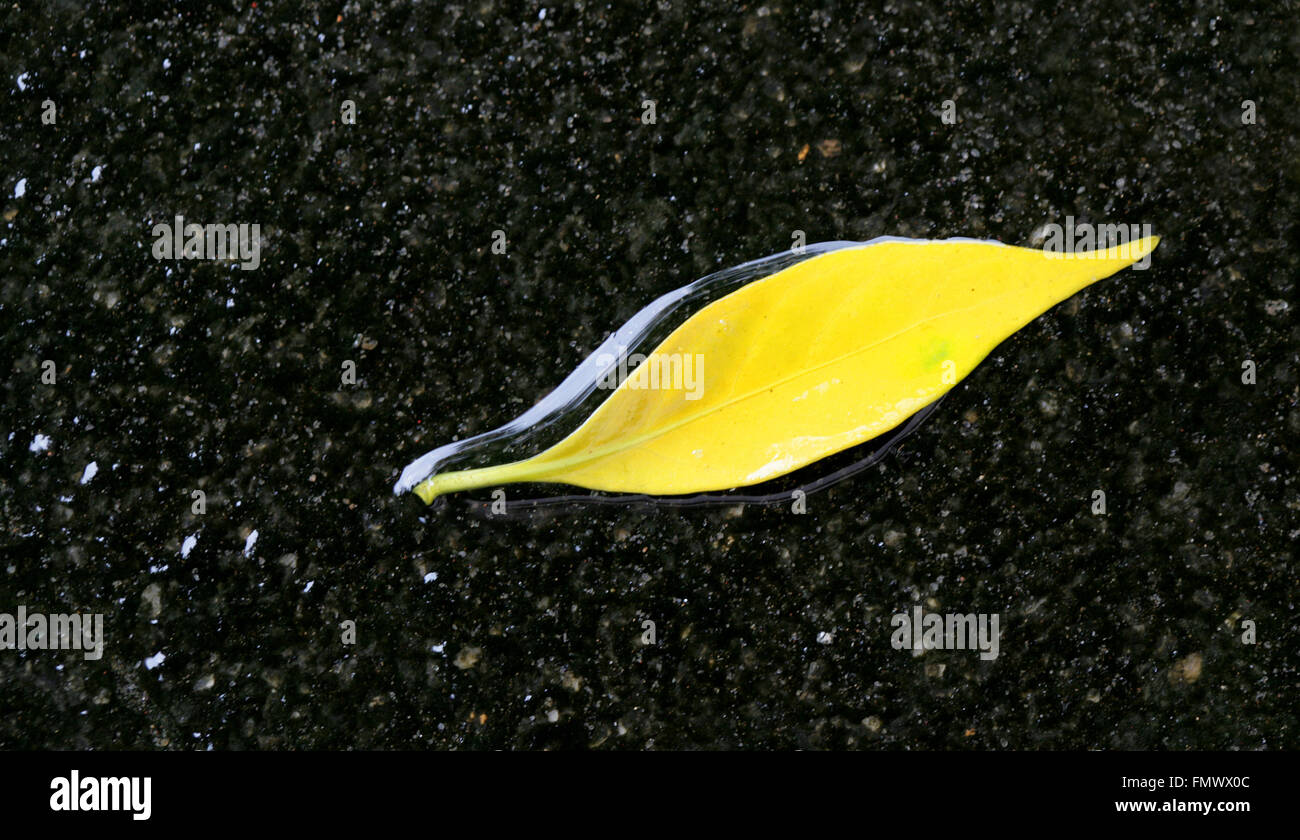 Gefallene gelbe Blätter auf einem schwarzen Felsen.Bunte und helle Hintergrund aus gefallenen Herbstblättern, isoliert auf Schwarz.Wasser fließt über gelbes Blatt Stockfoto