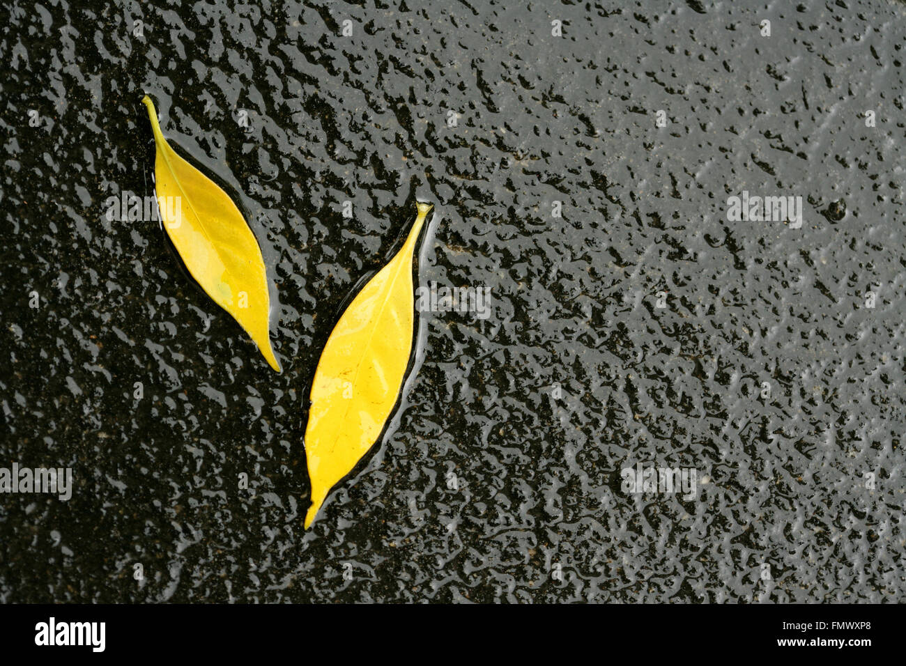 Gefallene gelbe Blätter auf einem schwarzen Felsen. Isoliert auf schwarzem.Wasser fließt über gelbes Blatt.Gefallenes gelbes Blatt mit Wassertropfen, die auf dem nassen Felsen liegen, Stockfoto