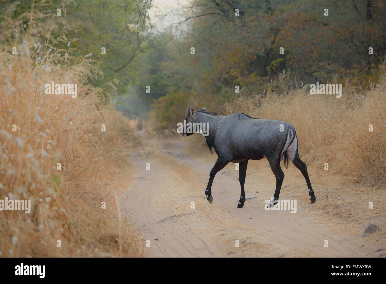 Blue Bull oder neelgai im Ranthambore Nationalpark, Indien Stockfoto