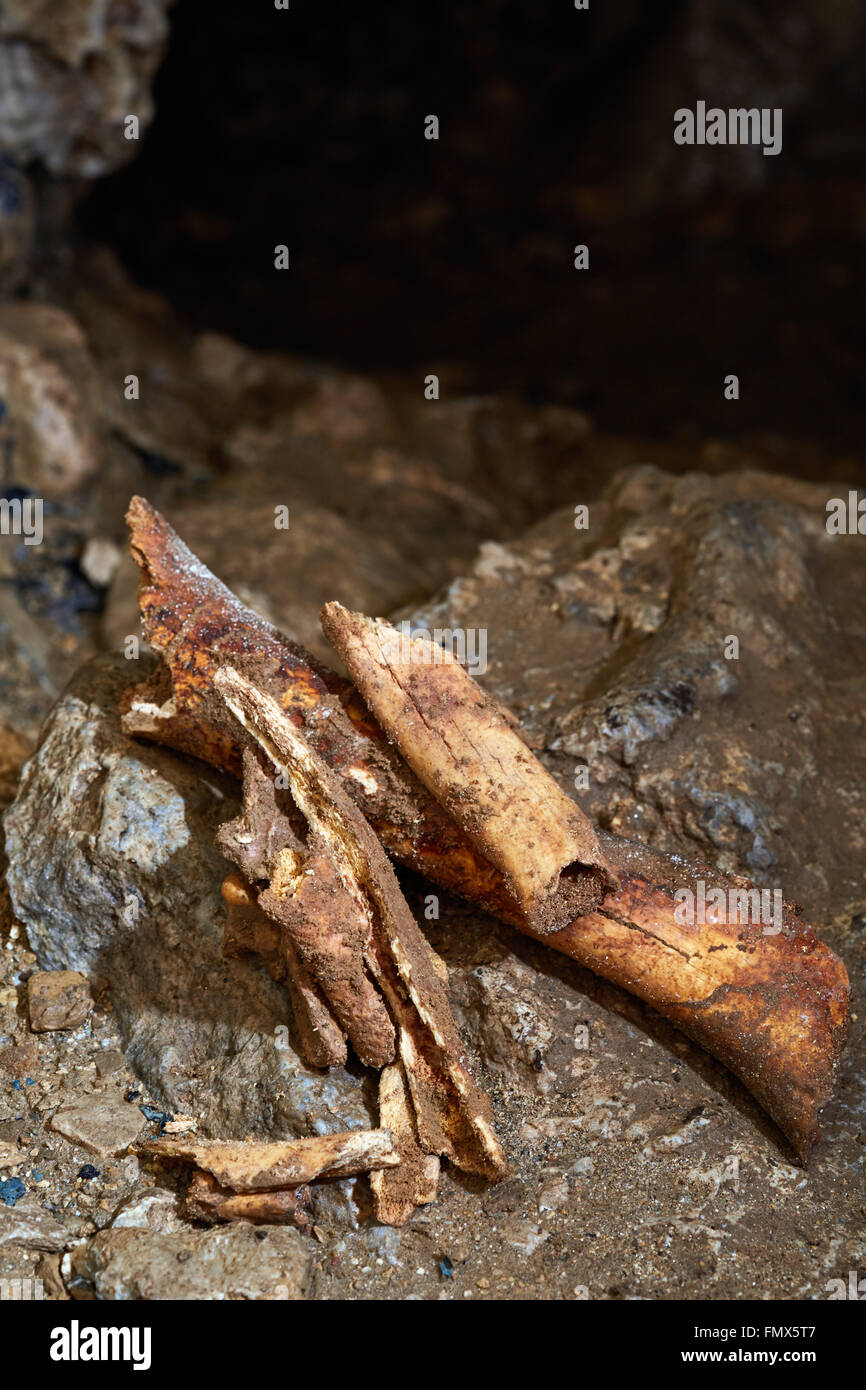 Nahaufnahme der fossile Knochen des Ursus Spelaeus (Höhlenbären) aus der letzten Eiszeit Stockfoto