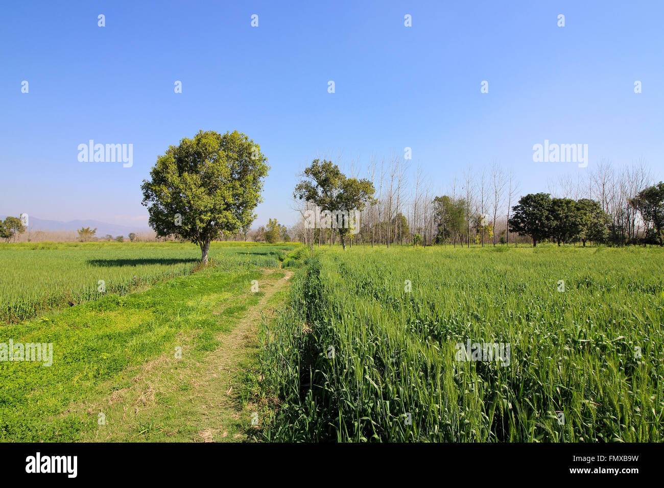 Grüne Felder und Bäume in einem malerischen Agrarlandschaft im ländlichen Punjab in Nordindien. Stockfoto