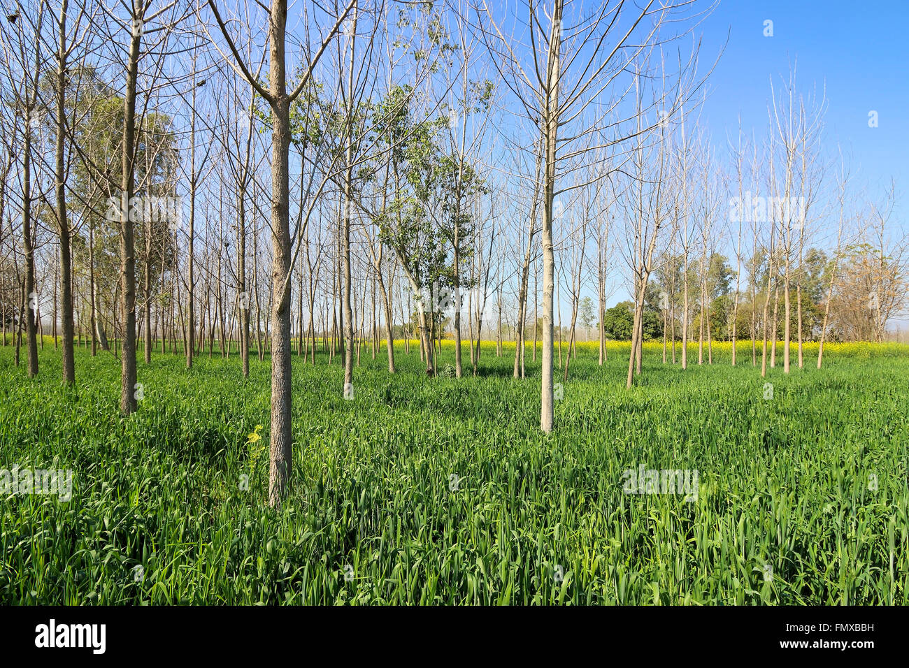 Weizen und Senf Pflanzen wachsen unter Pappeln in der Agrarlandschaft des ländlichen Punjab in Nordindien Stockfoto