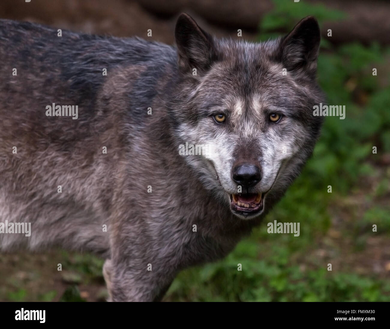 ein Wolf schaut in die Kamera Stockfoto