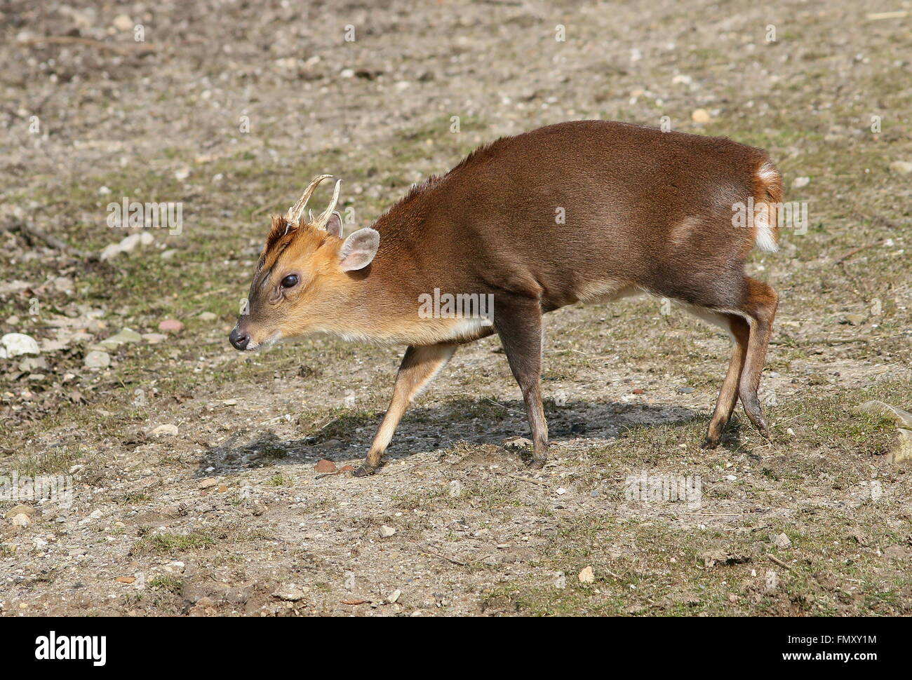 Männliche asiatische Reeve Muntjac Rotwild (Muntiacus Reevesi), Nahaufnahme des Kopfes Stockfoto