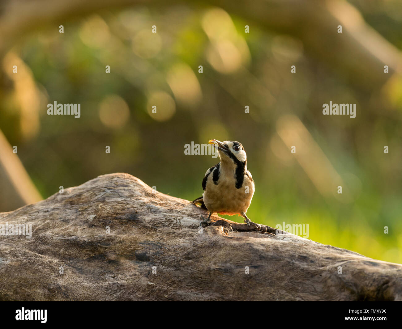 Einzelne Buntspecht (Dendrocopos großen) auf Nahrungssuche in natürlichen Wäldern ländlicher Umgebung. Stockfoto