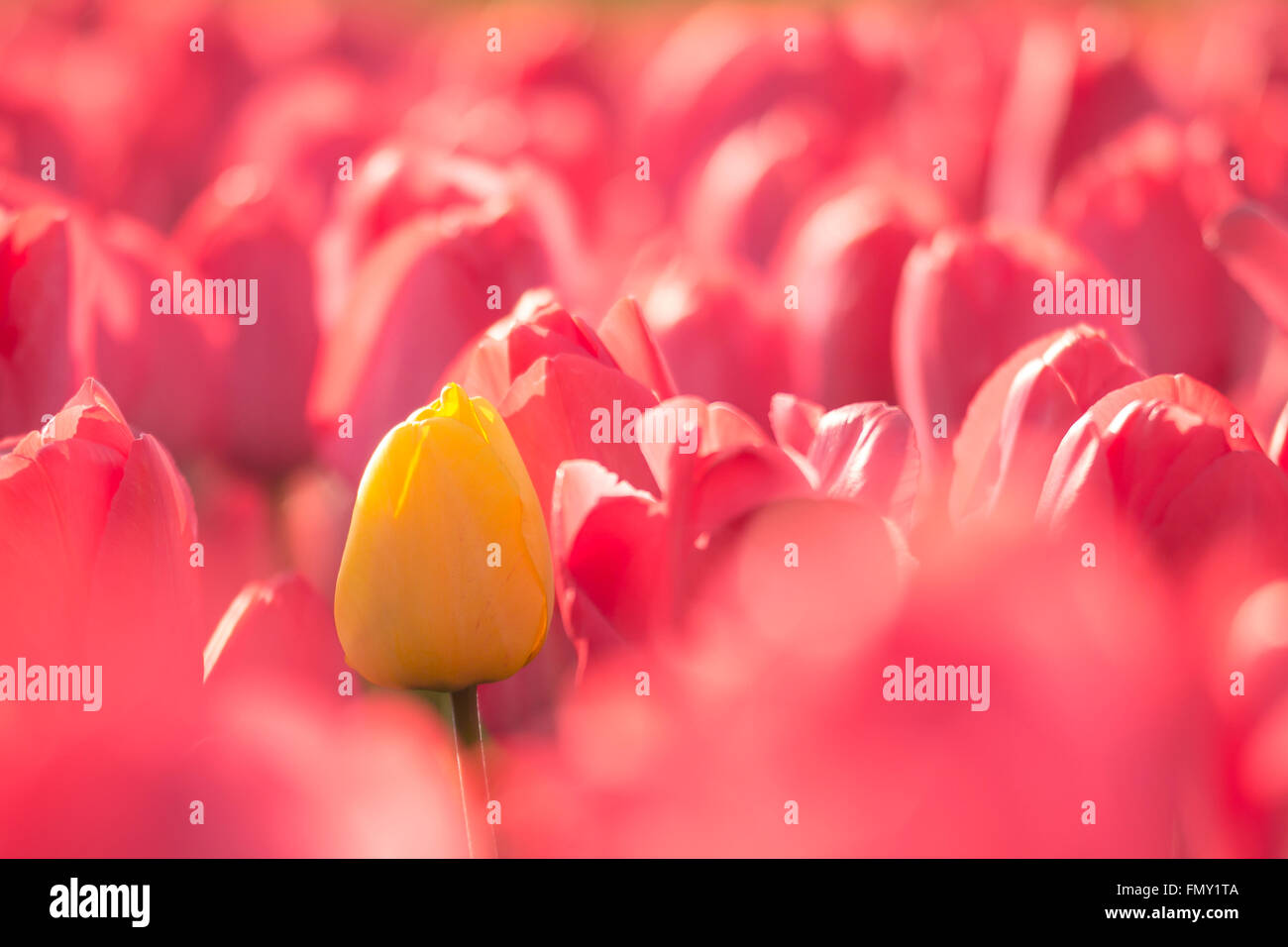 Eine gelbe niederländische Tulpe in ein Blumenbeet mit roten Tulpen im Frühling in den Niederlanden Stockfoto