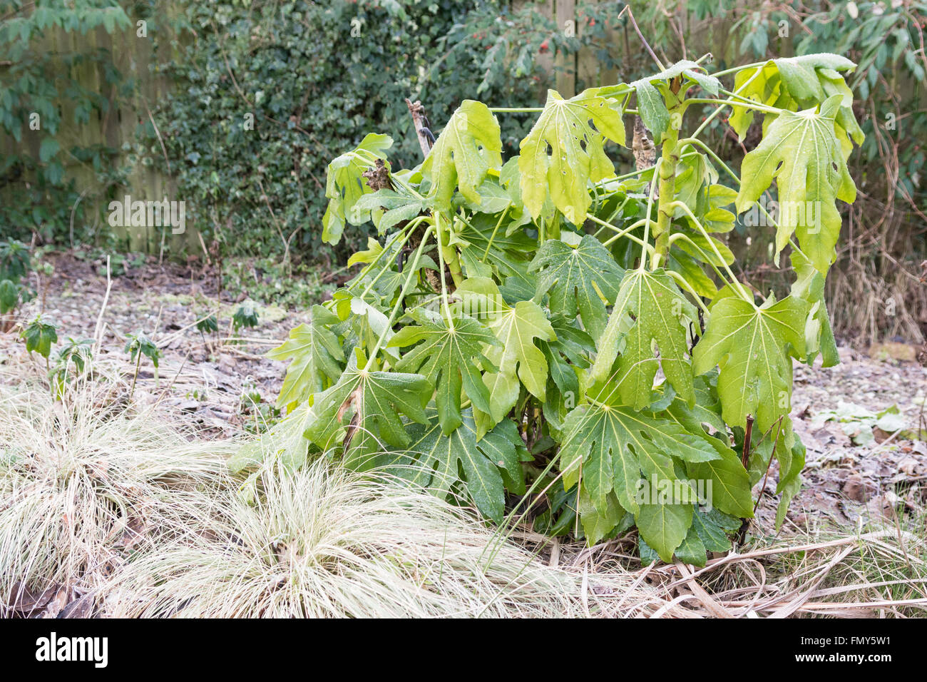 Fatsia Japonica Pflanze Leiden von strengem Frost über Nacht und unter eisigen Bedingungen - die Anlage wird Usuallly wiederherstellen Stockfoto