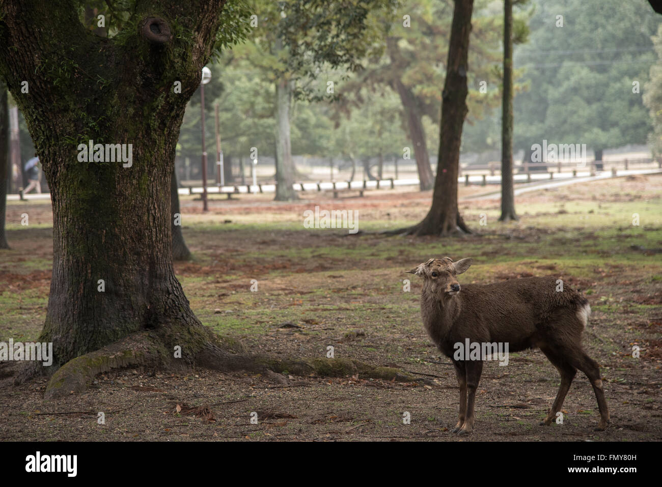 Hirsch von Nara-Park Stockfoto