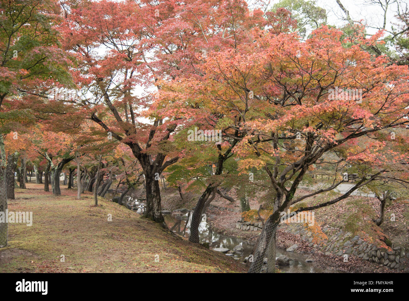 Nara-Park, Japan Stockfoto