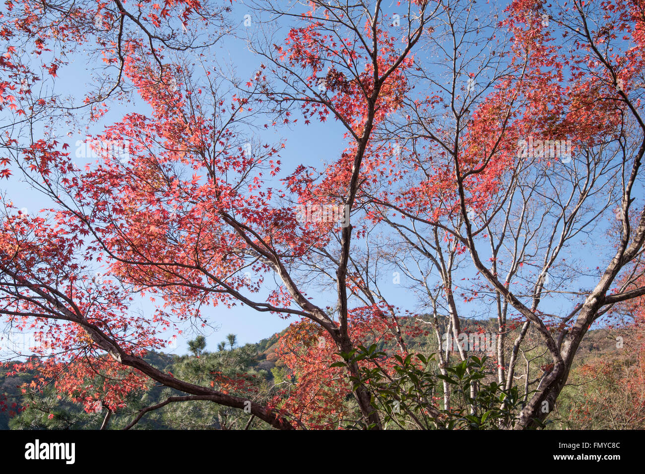 Kyoto, Japan. Die Tenryu-Ji-Tempel im Stadtteil Sagano in Kyoto ist umgeben von bunten japanischen Ahorn Herbstlaub. Stockfoto